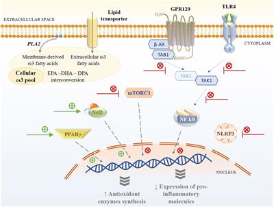 Frontiers Metabolic and Metabolomic Insights Regarding the Omega